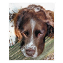 SPANIEL FÖR ENGELSK SPRINGER FOTONTRYCK