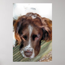 SPANIEL FÖR ENGELSK SPRINGER PRINT