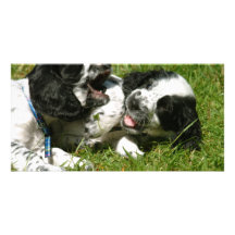 Spanielroligt Fotokort