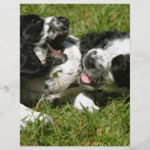 Spanielroligt Full Färg Flygblad