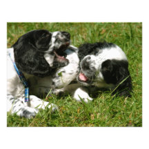 Spanielroligt Inbjudan