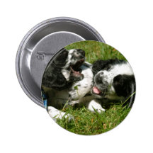 Spanielroligt Knapp Med Nål