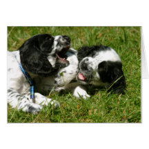 Spanielroligt Kort