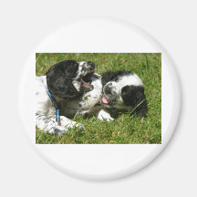Spanielroligt Kylskåpsnagnet