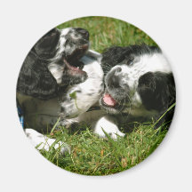 Spanielroligt Magneter För Kylskåp