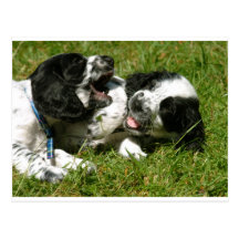 Spanielroligt Vykort
