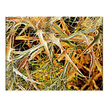 Spanische Distel Vykort