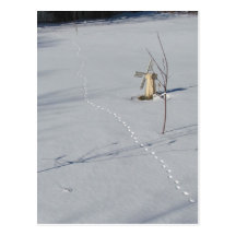 Spårar i snö~-vykort