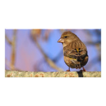 Sparrow Fotokort
