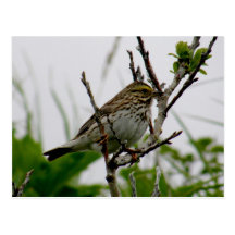 Sparrow på en fatta, Unalaska ö Vykort