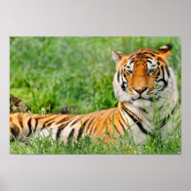Spektakulär tiger affischer