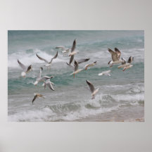 Spenslig-fakturerade fiskmåsar posters