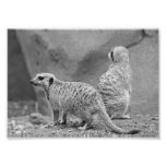 Spenslig-tailed Meerkats Fototryck