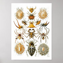 Spindlar Ernst Haeckel Posters