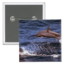 Spinnerdelfin Knapp Med Nål