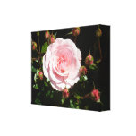 Spirande rosa rosknoppar canvasduk med gallerikvalitet 