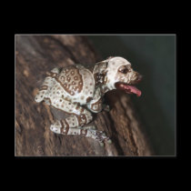 Spräcklig staffrog vykort