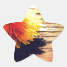 Springtime Golden Yellow Dandelion Wishes Star Sticker