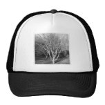Square Photo - Tree Trucker Hats