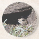 squirel i hålkustfartyg glasunderlägg