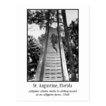 St Augustine retro alligator Vykort