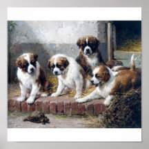 St Bernard valpar och sköldpadda Affisch