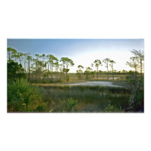 St. Markerar N.W.R. Wakulla County, Fl. Fotografiskt Tryck