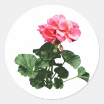 Stå för pelargoner som är högväxt runda klistermärken