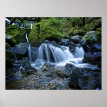 Starrnedgångar, Mt. Tamalpais Print