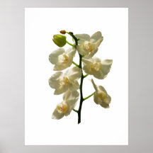 START UNDER $20 - läckra vitOrchids Print