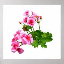 START UNDER $20 - pelargonen profilerar Affisch