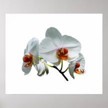 START UNDER $20 - vitOrchids med orangeCen Posters