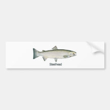 Steelheadregnbågeforell Bildekaler