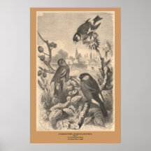 Steglitsen, Eurasian Siskin, domherrepion Print