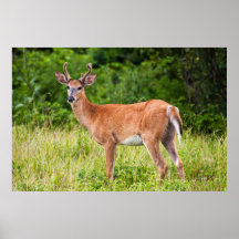 Stilig bock print