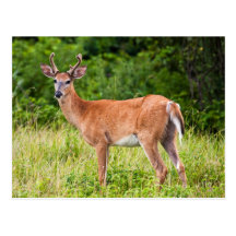 Stilig bock vykort