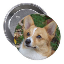 Stilig Corgi Knappar