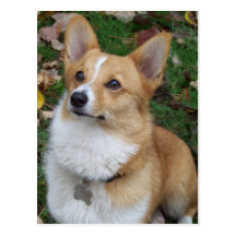 Stilig Corgi Vykort