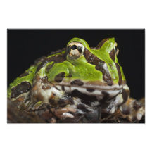 Stillahavs- Horned grodaCeratophrys stolzmanni) Fotografiska Tryck