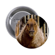Stirra för Capybara Knapp Med Nål