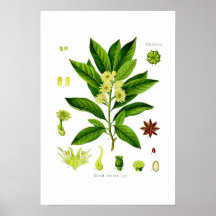 Stjärnaanise Print