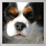 Stolt för Spanielhund för kung Charles affisch