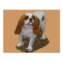 Stolt Spanielvykort