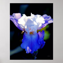 Stolt traditionsIris Print