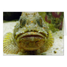 Stonefish Hälsnings Kort