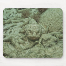 Stonefish i nederlag mus matta