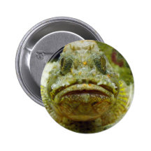 Stonefish Knapp