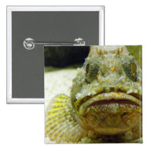 Stonefish Knappar Med Nål
