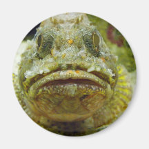 Stonefish Kylskåpmagneter