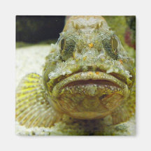 Stonefish Kylskåpsnagnet